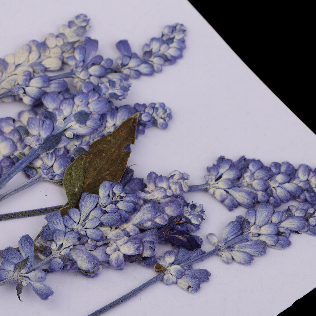 A Vintage Revival: The Allure of Dried Flowers