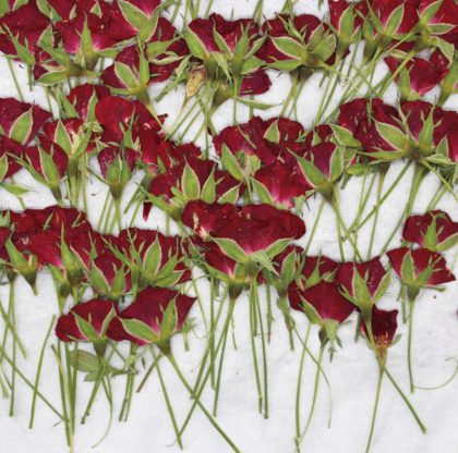 120pcs Pressed Dried Rose Flower Plants Herbarium