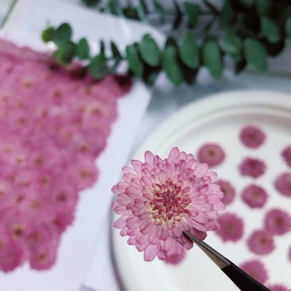 Natural Pressed Pink Flowers Real Dried Chrysanthemum